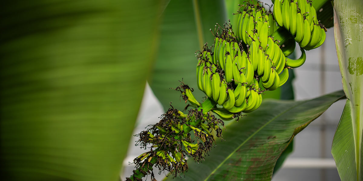 Chiquita esplora nuove varietà di banane resistenti alle malattie